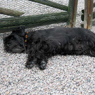 En svart dvärgschnauzer som ligger på sidan och sover på en grusgång.